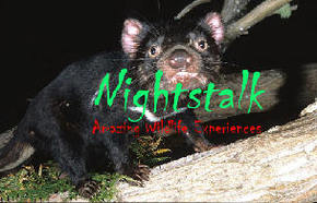 Something Wild - Accommodation Gold Coast 1