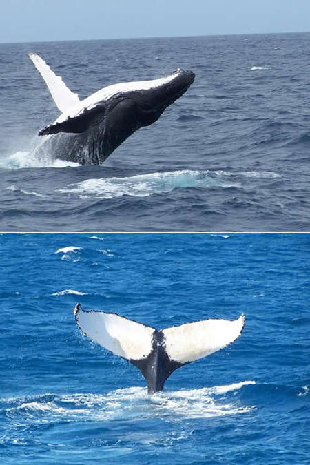 Mills Charters Fishing And Whale Watch Cruises - Accommodation Gold Coast 3