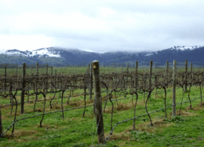 Kinloch Wines - Accommodation Gold Coast 0