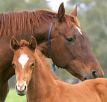 Blue Gum Farm - Accommodation Gold Coast