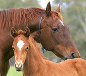 Blue Gum Farm - Accommodation Gold Coast 0