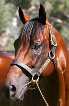 Blue Gum Farm - Accommodation Gold Coast 2