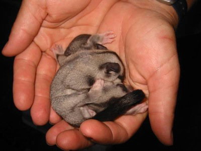 Cool Companions - Accommodation Gold Coast 0