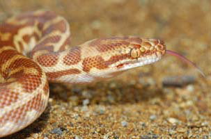 Cool Companions - Accommodation Gold Coast 1