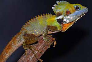 Cool Companions - Accommodation Gold Coast 2