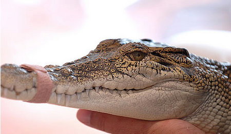 Cool Companions - Accommodation Gold Coast 3