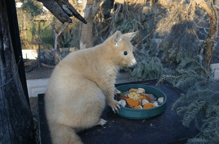 Caversham Wildlife Park - Accommodation Gold Coast 1