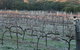 Lion Mill Vineyards - thumb 1