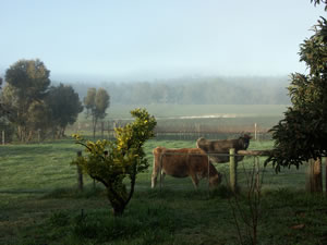 Lion Mill Vineyards - Accommodation Gold Coast 2