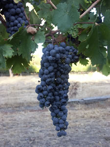 Lion Mill Vineyards - Accommodation Gold Coast 3