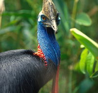 David Fleay Wildlife Park - Accommodation Gold Coast