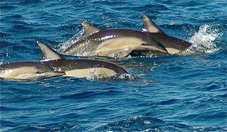 Dolphin Swim Australia - Gold Coast 4U 0