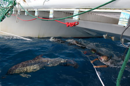 Dolphin Swim Australia - Gold Coast 4U 1