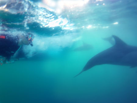 Dolphin Swim Australia - Gold Coast 4U 2