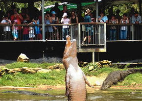 Crocodylus Park - Accommodation Gold Coast 2