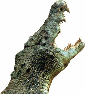 Crocodylus Park - Accommodation Gold Coast 3