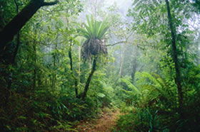 Canungra QLD Accommodation Gold Coast