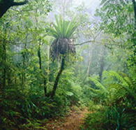 Lamington National Park and OReillys - Accommodation Gold Coast