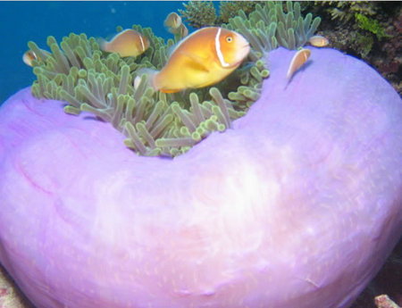 Silver Swift - Accommodation Gold Coast 1