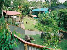Kuranda Koala Gardens - Gold Coast 4U 1
