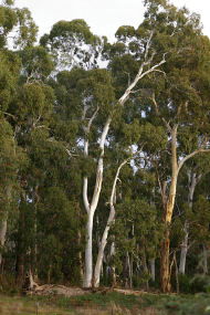 Heysen - The Cedars - Accommodation Gold Coast 2