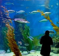 Melbourne Aquarium - Accommodation Gold Coast