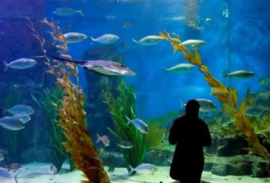 Melbourne Aquarium - Gold Coast 4U 0