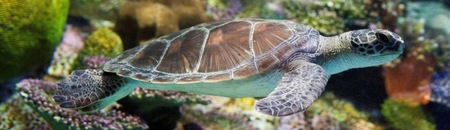 Melbourne Aquarium - Gold Coast 4U 1