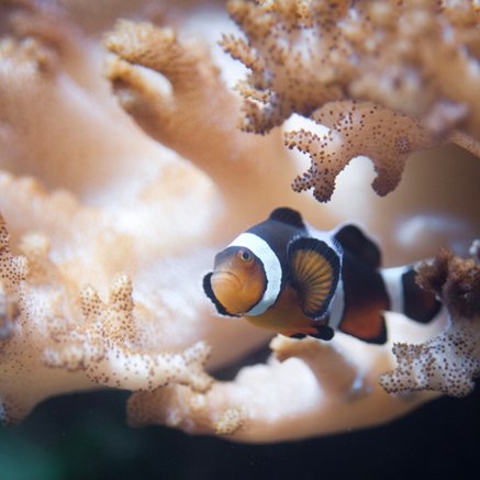 Melbourne Aquarium - Gold Coast 4U 2