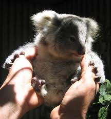 Koala Park Sanctuary - 1 Gold Coast 1
