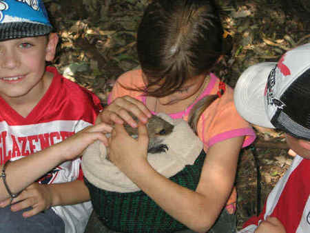 Koala Park Sanctuary - 1 Gold Coast 3