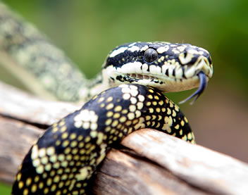 Reptile Encounters - Accommodation Gold Coast 0