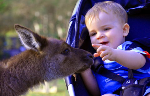 Australian Reptile Park - Accommodation Gold Coast 6