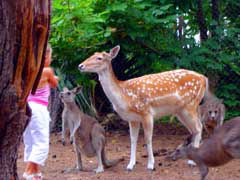 Birdland Animal Park - Accommodation Gold Coast 4