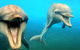 Dolphin Marine Magic - thumb 1
