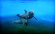 Dolphin Marine Magic - thumb 4