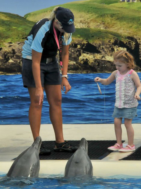 Dolphin Marine Magic - Gold Coast 4U 10