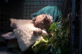 Jirrahlinga Koala & Wildlife Sanctuary - Gold Coast 4U 3