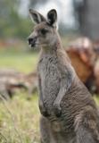 Jirrahlinga Koala & Wildlife Sanctuary - Gold Coast 4U 4