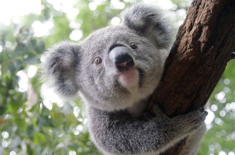 Lone Pine Koala Sanctuary - Accommodation Gold Coast 3
