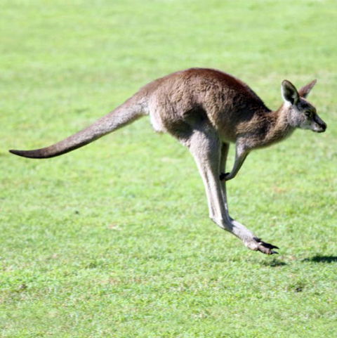 Lone Pine Koala Sanctuary - Accommodation Gold Coast 4