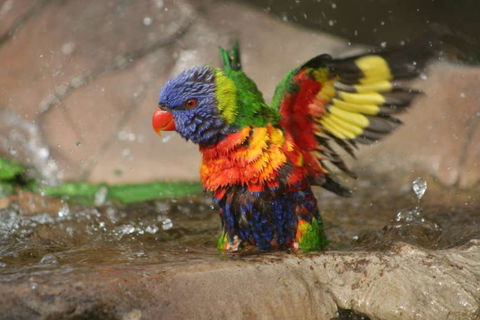 Lone Pine Koala Sanctuary - Accommodation Gold Coast 5