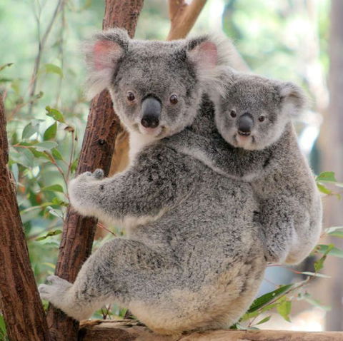 Lone Pine Koala Sanctuary - Accommodation Gold Coast 6