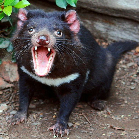 Lone Pine Koala Sanctuary - Accommodation Gold Coast 8