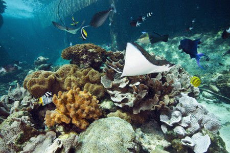 Reef HQ Great Barrier Reef Aquarium - Accommodation Gold Coast 3