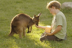 Cleland Wildlife Park - Accommodation Gold Coast 4
