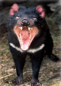 Zoo Doo Wildlife Park - Accommodation Gold Coast 4