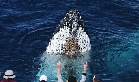 Spirit Of Gold Coast Whale Watching - Accommodation Gold Coast 1