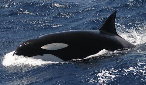 Spirit Of Gold Coast Whale Watching - Accommodation Gold Coast 2