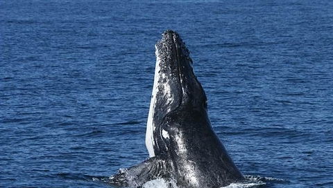 Spirit Of Gold Coast Whale Watching - Accommodation Gold Coast 3